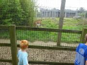 Wales/Noahs Ark Zoo Farm/August 2015/DSC04069