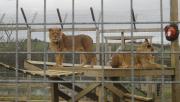 Wales/Noahs Ark Zoo Farm/Feb 2011/DSC00037